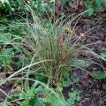 Short ornamental grasses