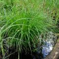 Ornamental grasses for moist soil