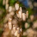 Ornamental grasses for dry soil