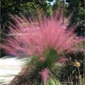 Medium-height ornamental grasses