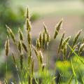 Ornamental grasses by variety