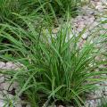 Evergreen ornamental grasses