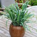 Ornamental grasses for pots