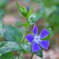 Vinca major - Greater periwinkle