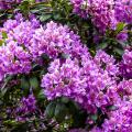 Large Rhododendrons