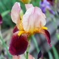 Tall Bearded Iris