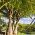 Large palm trees