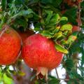 Pomegranate fruit Tree