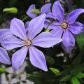 Fragrant climbers