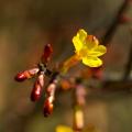 Winter flowering climbers