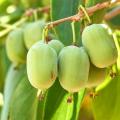 Fruit-bearing climbers