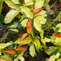 Shade-loving climbers