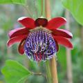 Climbers for pot-growing