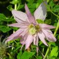 Spring flowering climbers