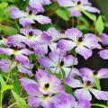 Hardy climbing plants