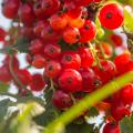 Redcurrant bush