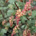 Ribes - Flowering Currants