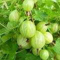 Gooseberry bush