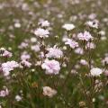 Gypsophila