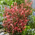 Colourful foliage hedges