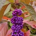 Ornamental fruit hedge