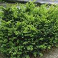 Conifer hedges