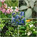 Hedge-growing kits A to Z
