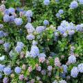 Flowering hedge