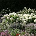 Autumn flowering hedges