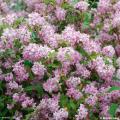 Summer flowering hedges