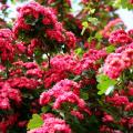 Spring flowering hedges