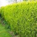 Traditional evergreen hedges