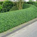 Evergreen hedges A to Z