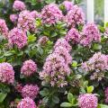 Evergreen and flowering hedges