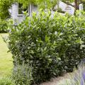Hardy evergreen hedges