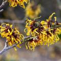 Hamamelis - Witch-hazel