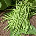 Organic Beans