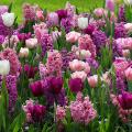 Tulip combinations