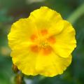 Helianthemum