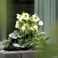 White Helleborus