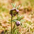 Wild botanical Helleborus species