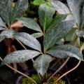 Hellebores with decorative foliage