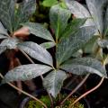 Hellebores with ornamental foliage