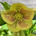 Yellow Helleborus