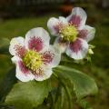 Helleborus guttatus