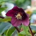 Purple Helleborus