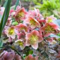 Pink Helleborus