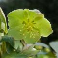 Green Helleborus