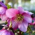 Hellebore, the Christmas Rose