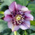 Oriental Hellebore